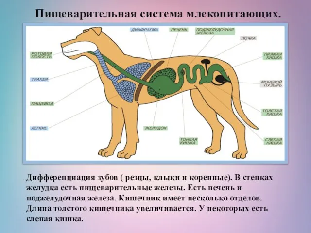 Пищеварительная система млекопитающих. Дифференциация зубов ( резцы, клыки и коренные). В