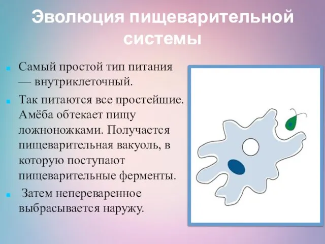 Эволюция пищеварительной системы Самый простой тип питания — внутриклеточный. Так питаются