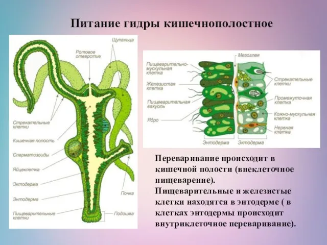 Питание гидры кишечнополостное Переваривание происходит в кишечной полости (внеклеточное пищеварение). Пищеварительные