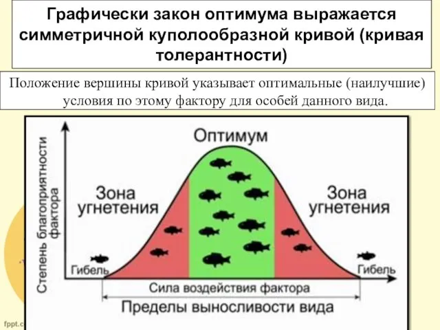 Графически закон оптимума выражается симметричной куполообразной кривой (кривая толерантности) Положение вершины