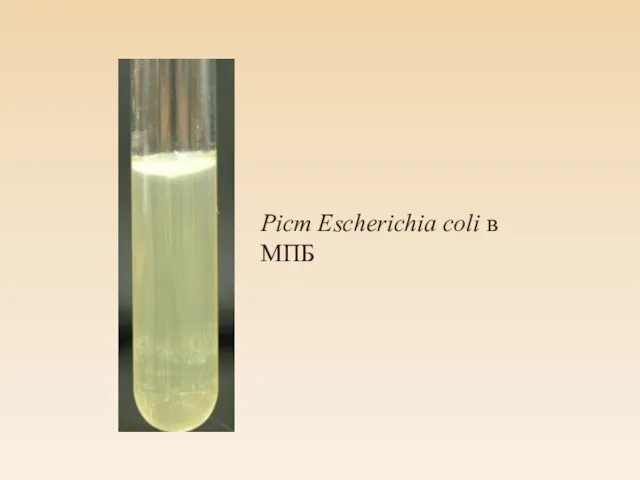 Ріст Escherichia coli в МПБ