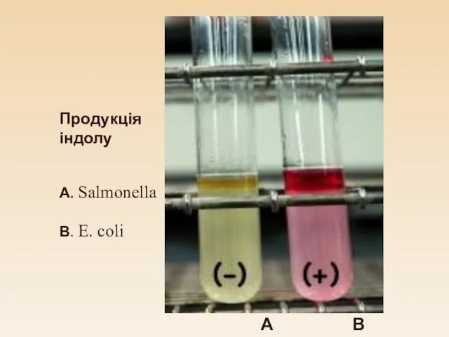 Продукція індолу B. E. coli A. Salmonella A B