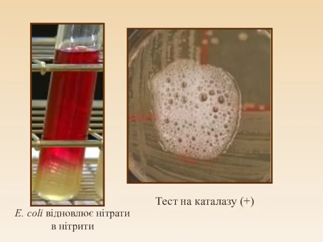 E. coli відновлює нітрати в нітрити Тест на каталазу (+)