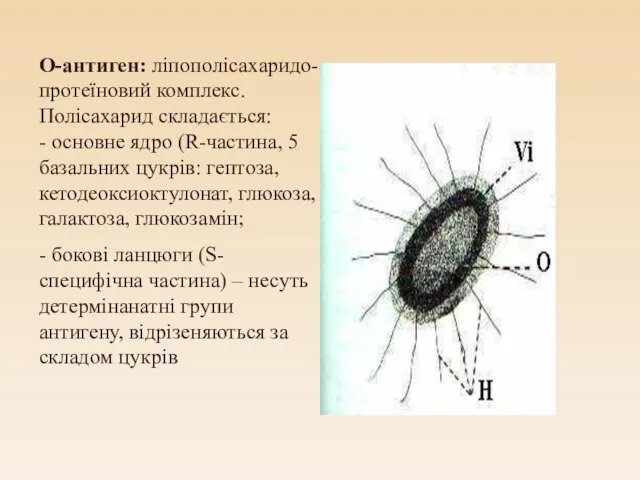 О-антиген: ліпополісахаридо-протеїновий комплекс. Полісахарид складається: - основне ядро (R-частина, 5 базальних