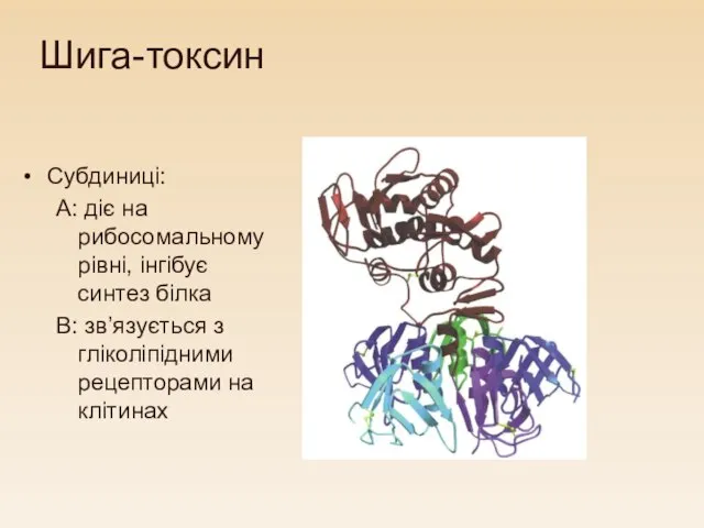 Шига-токсин Субдиниці: A: діє на рибосомальному рівні, інгібує синтез білка B: