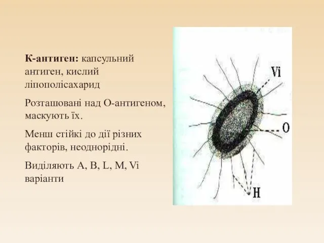 К-антиген: капсульний антиген, кислий ліпополісахарид Розташовані над О-антигеном, маскують їх. Менш