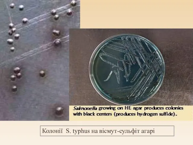 Колонії S. typhus на вісмут-сульфіт агарі