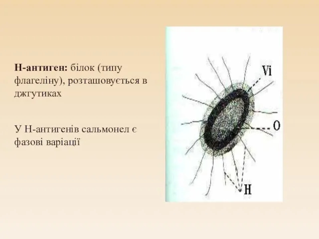 Н-антиген: білок (типу флагеліну), розташовується в джгутиках У Н-антигенів сальмонел є фазові варіації