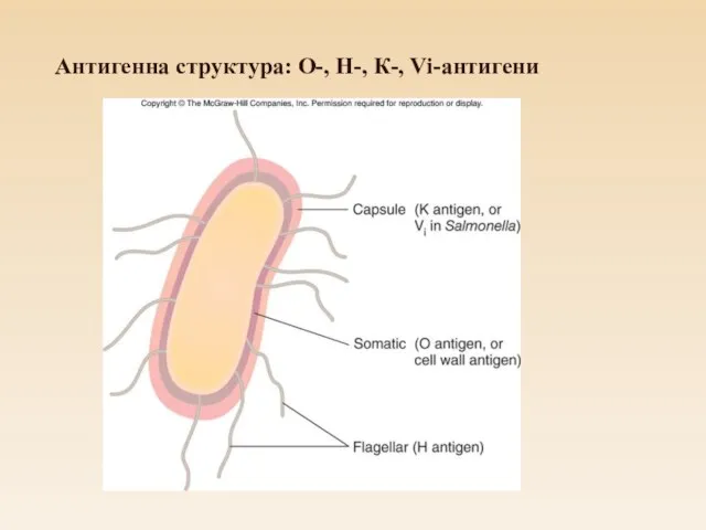 Антигенна структура: О-, Н-, К-, Vi-антигени