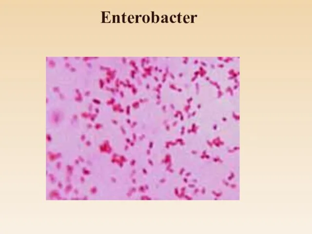 Enterobacter