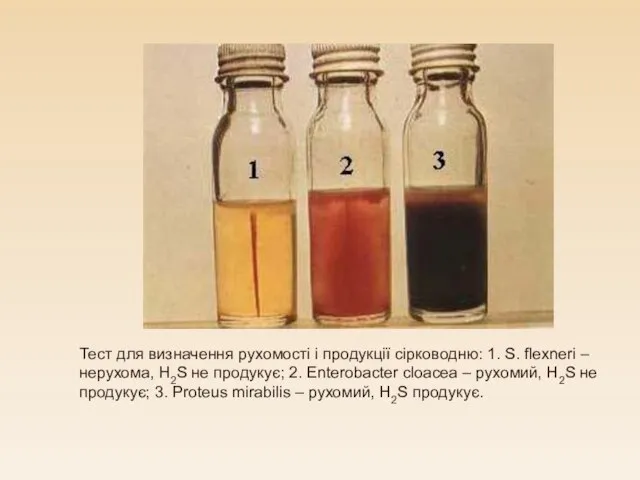 Тест для визначення рухомості і продукції сірководню: 1. S. flexneri –