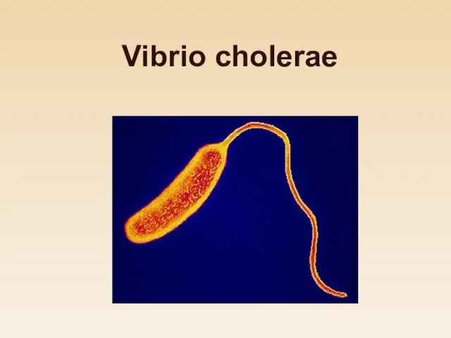 Vibrio сholerae