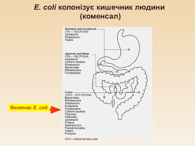 E. coli колонізує кишечник людини (коменсал) Включає E. coli