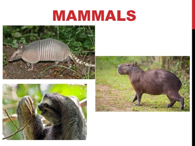 MAMMALS