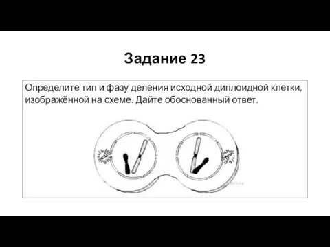 Задание 23 Определите тип и фазу деления исходной диплоидной клетки, изображённой на схеме. Дайте обоснованный ответ.