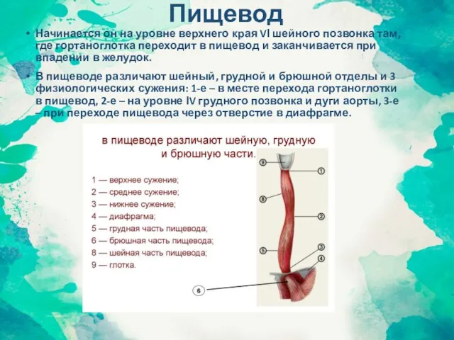 Пищевод Начинается он на уровне верхнего края VΙ шейного позвонка там,