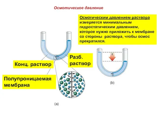 Oсмотическое давление Конц. раствор Разб. раствор Полупроницаемая мембрана Осмотическим давлением раствора