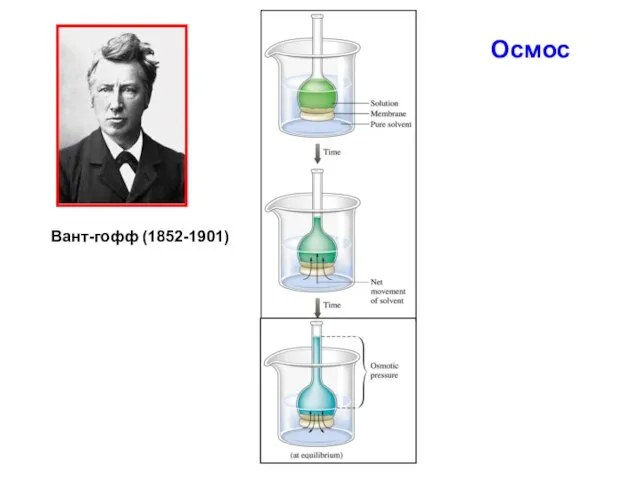 Осмос Вант-гофф (1852-1901)