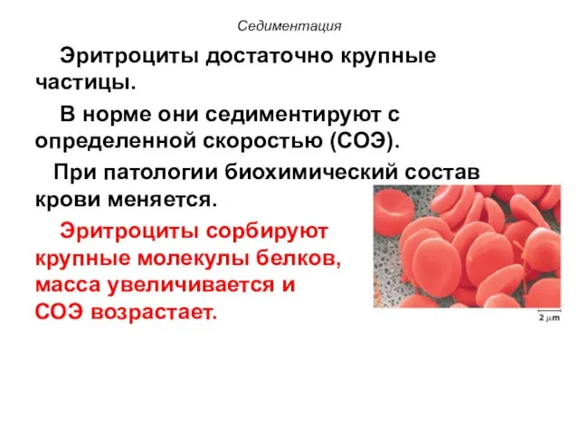 Седиментация Эритроциты достаточно крупные частицы. В норме они седиментируют с определенной