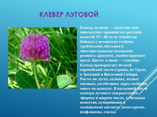 КЛЕВЕР ЛУГОВОЙ Клевер луговой — двулетнее или многолетнее травянистое растение высотой