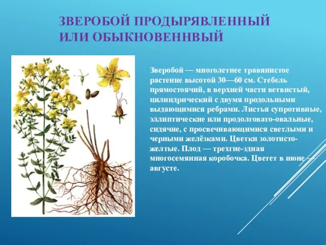 ЗВЕРОБОЙ ПРОДЫРЯВЛЕННЫЙ ИЛИ ОБЫКНОВЕННВЫЙ Зверобой — многолетнее травянистое растение высотой 30—60