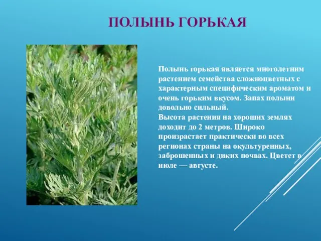 Полынь горькая является многолетним растением семейства сложноцветных с характерным специфическим ароматом