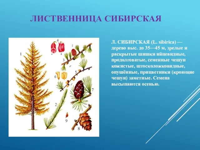 ЛИСТВЕННИЦА СИБИРСКАЯ Л. СИБИРСКАЯ (L. sibirica) — дерево выс. до 35—45