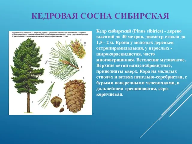КЕДРОВАЯ СОСНА СИБИРСКАЯ Кедр сибирский (Pinus sibirica) - дерево высотой до