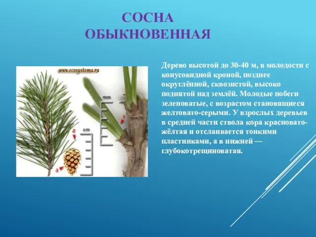 СОСНА ОБЫКНОВЕННАЯ Дерево высотой до 30-40 м, в молодости с конусовидной