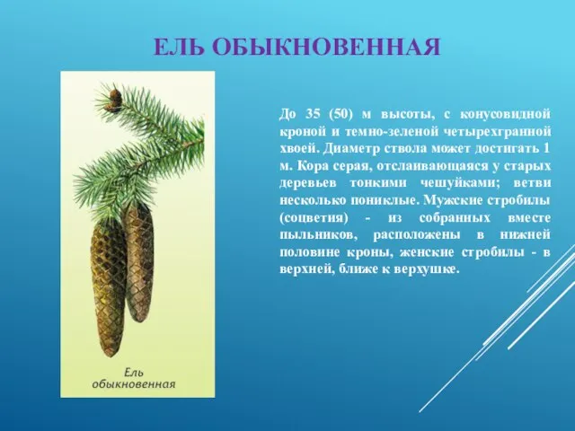 ЕЛЬ ОБЫКНОВЕННАЯ До 35 (50) м высоты, с конусовидной кроной и