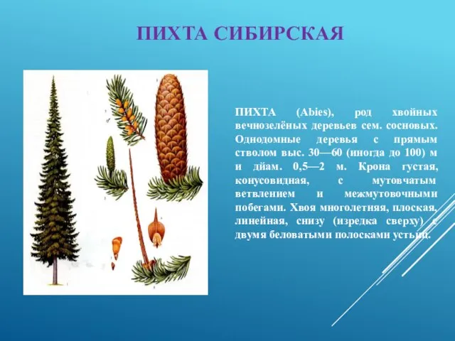 ПИХТА СИБИРСКАЯ ПИХТА (Abies), род хвойных вечнозелёных деревьев сем. сосновых. Однодомные