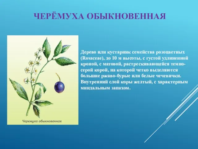 ЧЕРЁМУХА ОБЫКНОВЕННАЯ Дерево или кустарник семейства розоцветных (Rosaceae), до 10 м