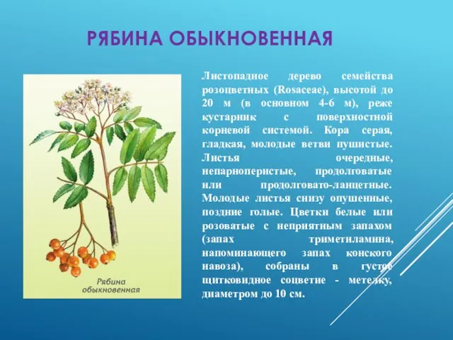 РЯБИНА ОБЫКНОВЕННАЯ Листопадное дерево семейства розоцветных (Rosaceae), высотой до 20 м