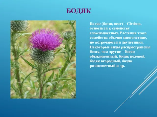 Бодяк (бодяг, осот) – Cirsium, относится к семейству сложноцветных. Растения этого