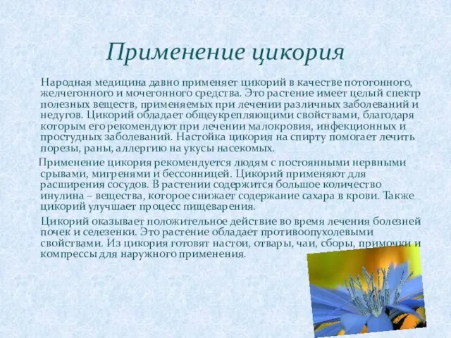 Народная медицина давно применяет цикорий в качестве потогонного, желчегонного и мочегонного