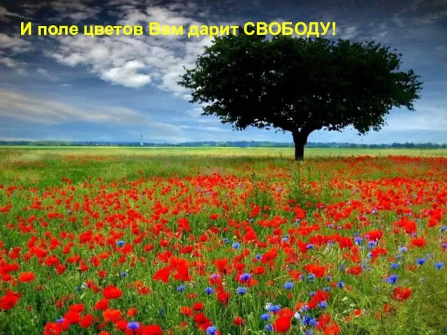 И поле цветов Вам дарит СВОБОДУ!