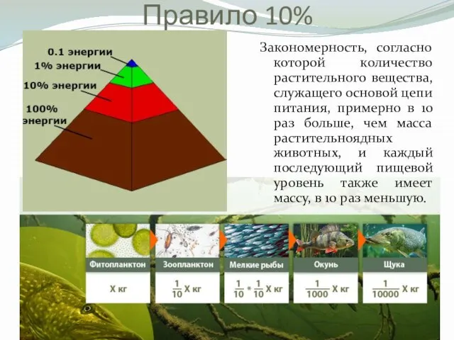 Правило 10% Закономерность, согласно которой количество растительного вещества, служащего основой цепи