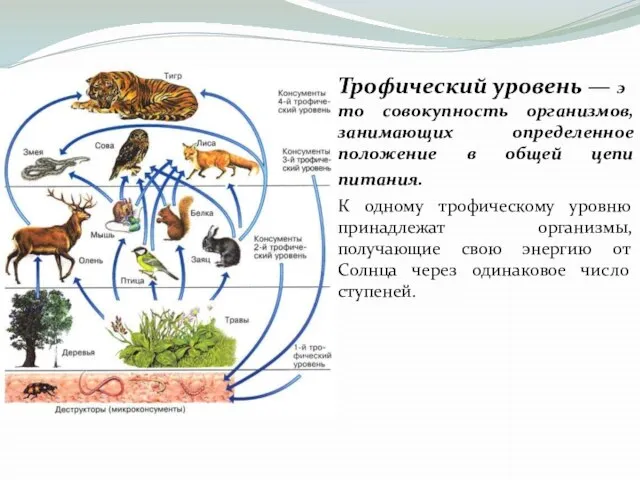 Трофический уровень — это совокупность организмов, занимающих определенное положение в общей