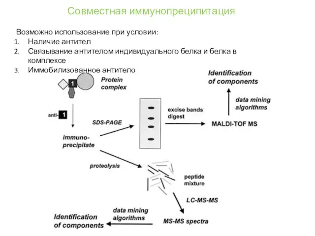 Совместная иммунопреципитация Возможно использование при условии: Наличие антител Связывание антителом индивидуального