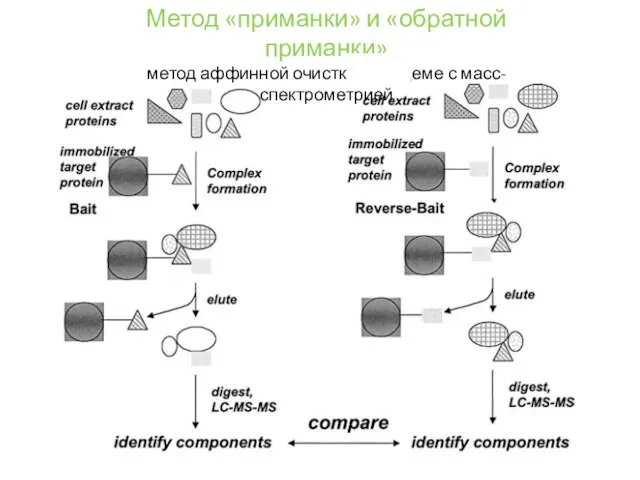 Метод «приманки» и «обратной приманки» метод аффинной очистки в тандеме с масс-спектрометрией