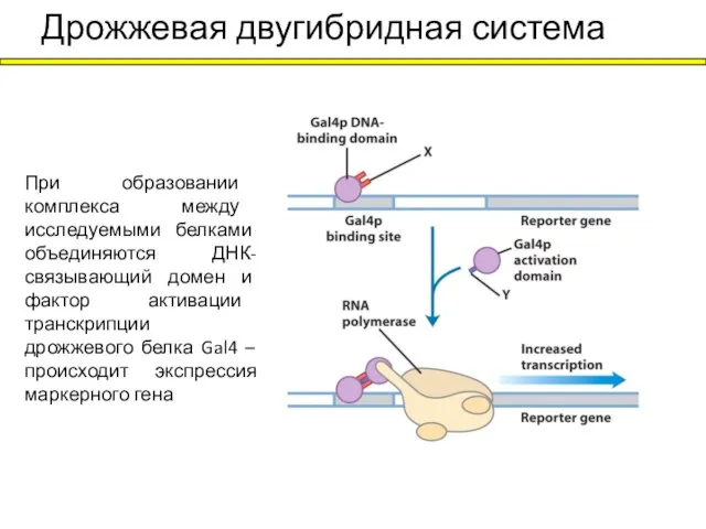 Дрожжевая двугибридная система При образовании комплекса между исследуемыми белками объединяются ДНК-связывающий