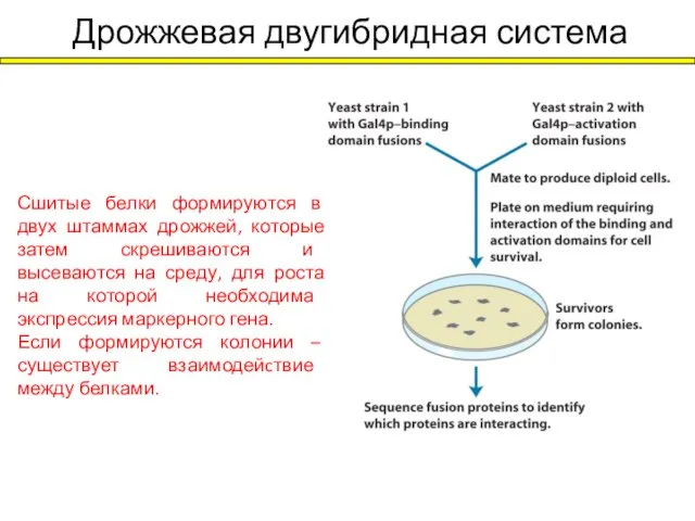 Дрожжевая двугибридная система Сшитые белки формируются в двух штаммах дрожжей, которые