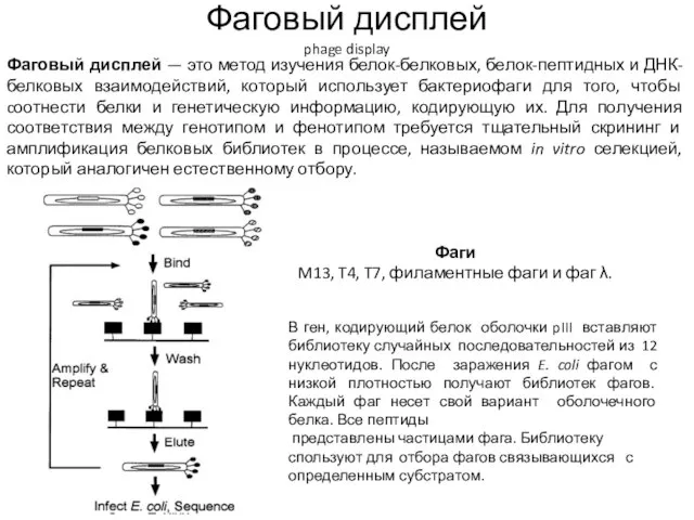 Фаговый дисплей phage display В ген, кодирующий белок оболочки pIII вставляют