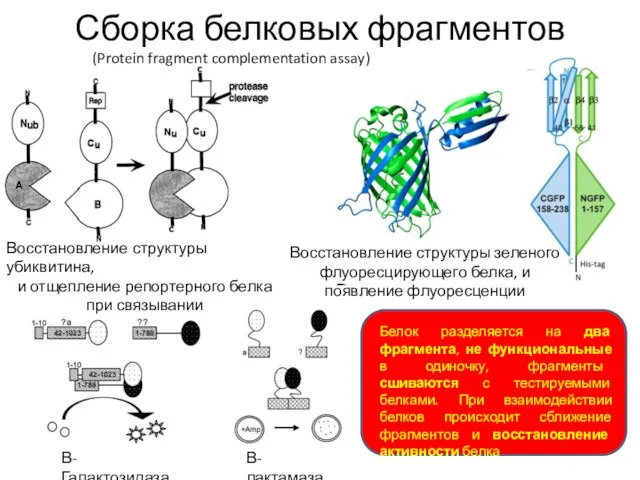 Сборка белковых фрагментов Восстановление структуры убиквитина, и отщепление репортерного белка при