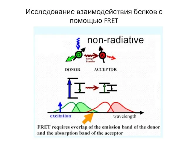 Исследование взаимодействия белков с помощью FRET