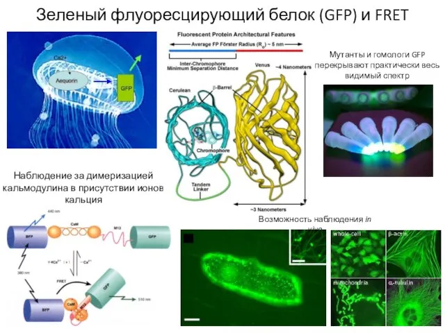 Зеленый флуоресцирующий белок (GFP) и FRET Наблюдение за димеризацией кальмодулина в