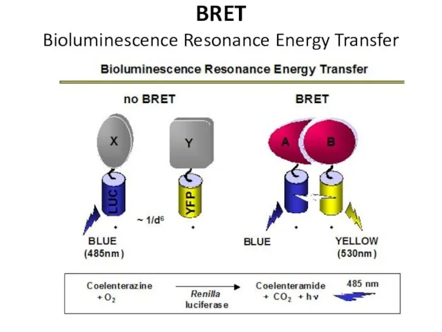 BRET Bioluminescence Resonance Energy Transfer