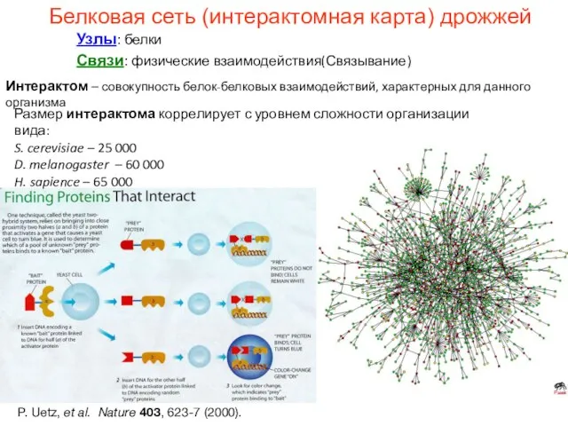 Белковая сеть (интерактомная карта) дрожжей Узлы: белки Связи: физические взаимодействия(Связывание) P.