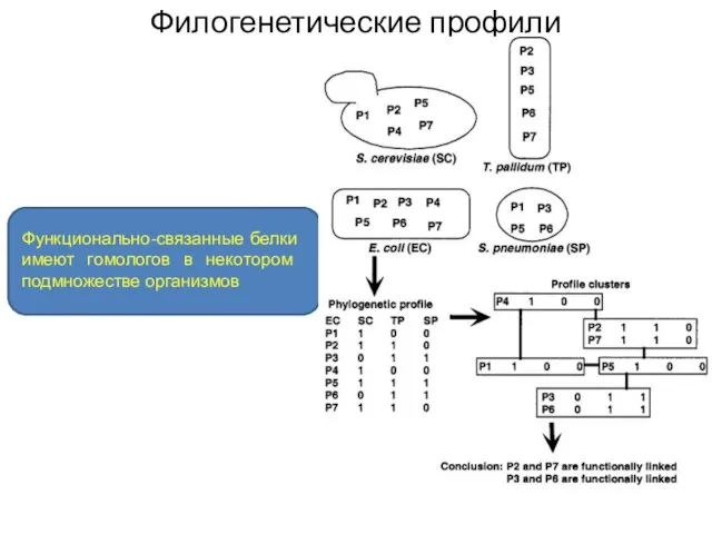 Филогенетические профили Функционально-связанные белки имеют гомологов в некотором подмножестве организмов