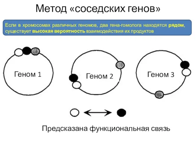 Метод «соседских генов» Если в хромосомах различных геномов, два гена-гомолога находятся